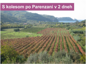 vinogradi istra pogled na piran dolina